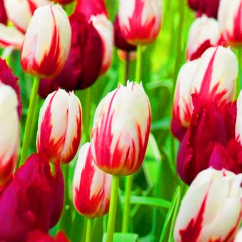 Beste Dekoration Seltene Tulpen Winterharte mehrjährige Leicht zu züchten Gärten-25zwiebeln-d Beste Dekoration Seltene Tulpen Winterharte mehrjährige Leicht zu züchten Gärten-25zwiebeln-d von CSSWAIA