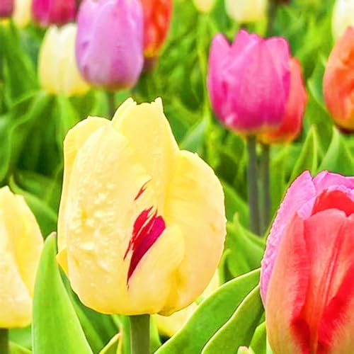Beste Dekoration Seltene Tulpen Winterharte mehrjährige Leicht zu züchten Gärten-25zwiebeln-g von CSSWAIA