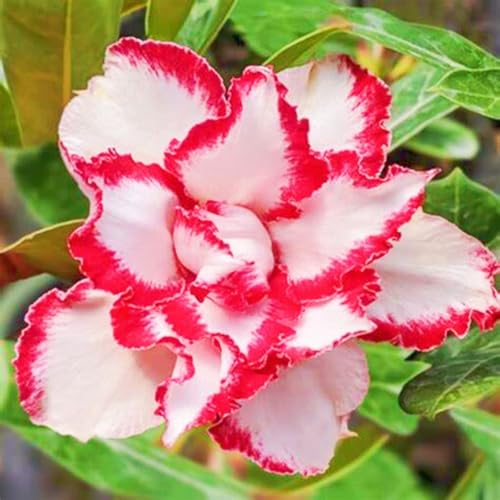 Beste Dekoration Seltene Wüstenrosen Winterharte mehrjährige Leicht zu züchten Gärten-3knolle-a Beste Dekoration Seltene Wüstenrosen Winterharte mehrjährige Leicht zu züchten Gärten-3knolle-a von CSSWAIA