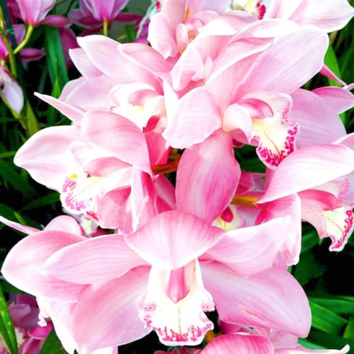 Cymbidium Orchidee Rhizome Cymbidium Rhizome Cymbidium Orchidee Pflanze Winterhart,Gärten Geschenk bereit-5Knolle-h Cymbidium Orchidee Rhizome Cymbidium Rhizome Cymbidium Orchidee Pflanze Winterhart,Gärten Geschenk bereit-5Knolle-h von CSSWAIA