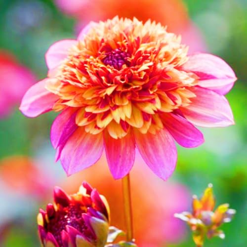 Dahlien Knollen Winterhart,Dahlien Knollen Seltene Dahlien Dahlien Rhizome Beste Dekoration Gärten Geschenk bereit-8Knollen-d Dahlien Knollen Winterhart,Dahlien Knollen Seltene Dahlien Dahlien Rhizome Beste Dekoration Gärten Geschenk bereit-8Knollen-d von CSSWAIA