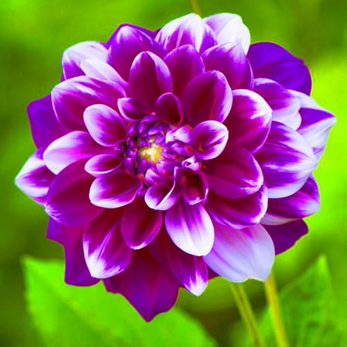 Dahlien Zwiebeln,Beste Dekoration Seltene Dahlien Dahlien Knollen Winterhart Gärten Geschenk bereit-10Knollen-c Dahlien Zwiebeln,Beste Dekoration Seltene Dahlien Dahlien Knollen Winterhart Gärten Geschenk bereit-10Knollen-c von CSSWAIA