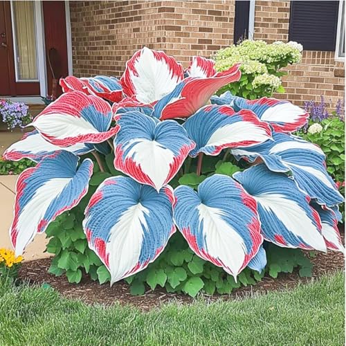 Hosta Pflanze,Seltene Hosta Weihnachtsgeschenke Beste Dekoration Leicht zu züchten Gärten Geschenk bereit-10zwiebeln-g Hosta Pflanze,Seltene Hosta Weihnachtsgeschenke Beste Dekoration Leicht zu züchten Gärten Geschenk bereit-10zwiebeln-g von CSSWAIA