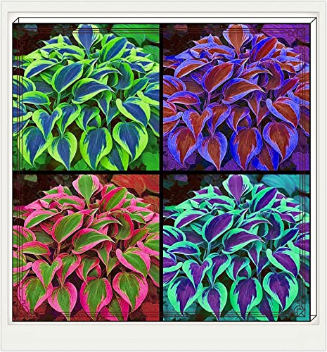 Hosta Pflanze,Seltene Hosta Weihnachtsgeschenke Beste Dekoration Leicht zu züchten Gärten Geschenk bereit-6zwiebeln-b Hosta Pflanze,Seltene Hosta Weihnachtsgeschenke Beste Dekoration Leicht zu züchten Gärten Geschenk bereit-6zwiebeln-b von CSSWAIA