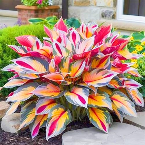 Hosta Pflanze,Seltene Hosta Weihnachtsgeschenke Beste Dekoration Leicht zu züchten Gärten Geschenk bereit-8zwiebeln-d Hosta Pflanze,Seltene Hosta Weihnachtsgeschenke Beste Dekoration Leicht zu züchten Gärten Geschenk bereit-8zwiebeln-d von CSSWAIA