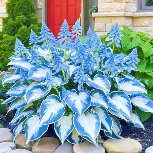 Hosta Pflanze,Seltene Hosta Weihnachtsgeschenke Beste Dekoration Leicht zu züchten Gärten Geschenk bereit-8zwiebeln-f Hosta Pflanze,Seltene Hosta Weihnachtsgeschenke Beste Dekoration Leicht zu züchten Gärten Geschenk bereit-8zwiebeln-f von CSSWAIA
