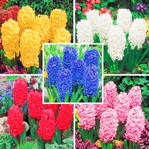 Hyazinthen Pflanzen HyazinthenRhizome Winterhart,Seltene Hyazinthe Beste Dekoration Knollenpflanze Im Topf Pflanzen-2zwiebeln-a Hyazinthen Pflanzen HyazinthenRhizome Winterhart,Seltene Hyazinthe Beste Dekoration Knollenpflanze Im Topf Pflanzen-2zwiebeln-a von CSSWAIA