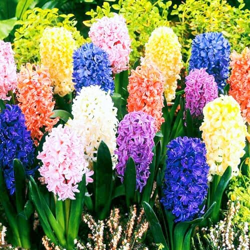 Hyazinthen Pflanzen HyazinthenRhizome Winterhart,Seltene Hyazinthe Beste Dekoration Knollenpflanze Im Topf Pflanzen-8zwiebeln-d Hyazinthen Pflanzen HyazinthenRhizome Winterhart,Seltene Hyazinthe Beste Dekoration Knollenpflanze Im Topf Pflanzen-8zwiebeln-d von CSSWAIA
