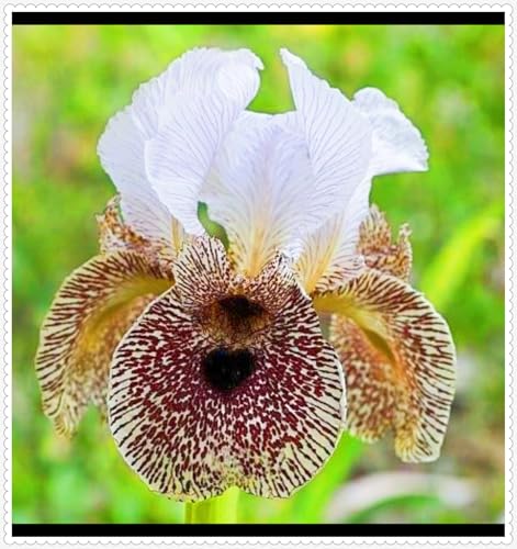 Iris Kaufen Seltene Iris Iris Pflanze,Beste Dekoration Iris Zwiebeln Winterhart Gärten Geschenk-8zwiebeln-b von CSSWAIA