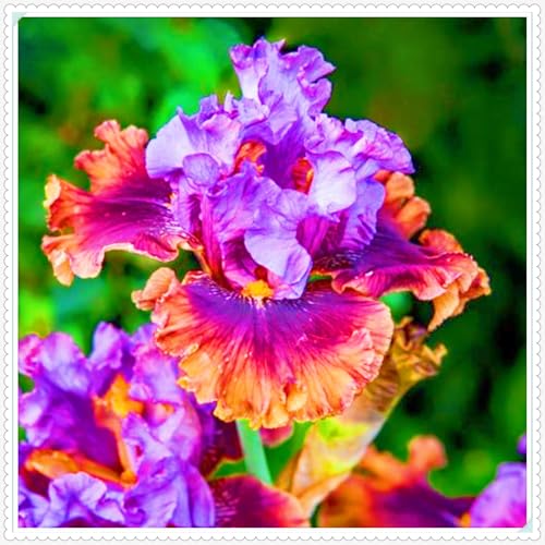 Iris Kaufen Seltene Iris Iris Pflanze,Iris Zwiebeln Winterhart Beste Dekoration Gärten Geschenk-10zwiebeln-f Iris Kaufen Seltene Iris Iris Pflanze,Iris Zwiebeln Winterhart Beste Dekoration Gärten Geschenk-10zwiebeln-f von CSSWAIA