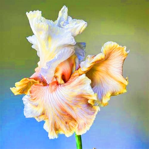 Iris Kaufen Seltene Iris Iris Pflanze,Iris Zwiebeln Winterhart Beste Dekoration Gärten Geschenk-6zwiebeln-b Iris Kaufen Seltene Iris Iris Pflanze,Iris Zwiebeln Winterhart Beste Dekoration Gärten Geschenk-6zwiebeln-b von CSSWAIA