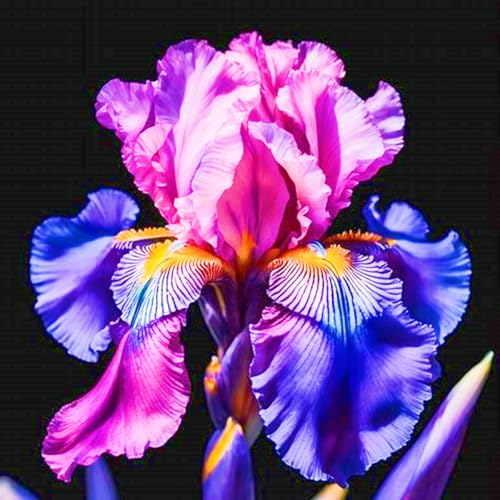 Iris Pflanze,Iris Kaufen Iris Rhizome Winterhart Seltene Iris Beste Dekoration Gärten Geschenk-6zwiebeln-e Iris Pflanze,Iris Kaufen Iris Rhizome Winterhart Seltene Iris Beste Dekoration Gärten Geschenk-6zwiebeln-e von CSSWAIA