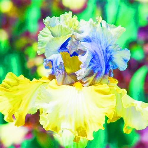 Iris Pflanze,Iris Kaufen Iris Rhizome Winterhart Seltene Iris Beste Dekoration Gärten Geschenk-8zwiebeln-c Iris Pflanze,Iris Kaufen Iris Rhizome Winterhart Seltene Iris Beste Dekoration Gärten Geschenk-8zwiebeln-c von CSSWAIA