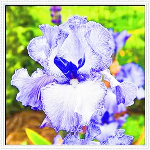 Iris Pflanze,Iris Kaufen Iris Rhizome Winterhart Seltene Iris Beste Dekoration Gärten Geschenk-8zwiebeln-g Iris Pflanze,Iris Kaufen Iris Rhizome Winterhart Seltene Iris Beste Dekoration Gärten Geschenk-8zwiebeln-g von CSSWAIA