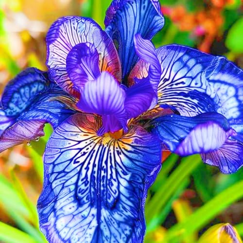 Iris Pflanze,Iris Zwiebeln Winterhart Iris Kaufen Seltene Iris Beste Dekoration Gärten Geschenk-8zwiebeln-e Iris Pflanze,Iris Zwiebeln Winterhart Iris Kaufen Seltene Iris Beste Dekoration Gärten Geschenk-8zwiebeln-e von CSSWAIA