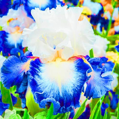 Iris Pflanze,Iris Zwiebeln Winterhart Iris Kaufen Seltene Iris Beste Dekoration Gärten Geschenk-8zwiebeln-f Iris Pflanze,Iris Zwiebeln Winterhart Iris Kaufen Seltene Iris Beste Dekoration Gärten Geschenk-8zwiebeln-f von CSSWAIA