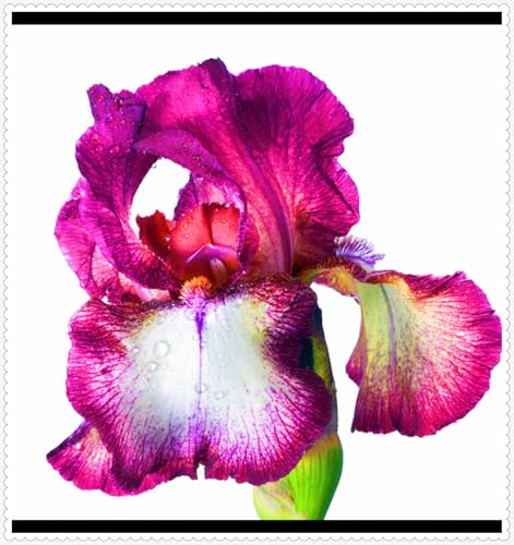 Iris Zwiebeln Winterhart Iris Kaufen Seltene Iris Iris Pflanze,Beste Dekoration Gärten Geschenk-4zwiebeln-b Iris Zwiebeln Winterhart Iris Kaufen Seltene Iris Iris Pflanze,Beste Dekoration Gärten Geschenk-4zwiebeln-b von CSSWAIA