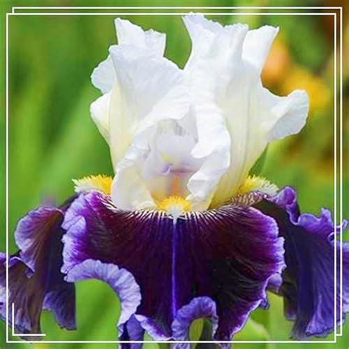 Iris Zwiebeln Winterhart Iris Kaufen Seltene Iris Iris Pflanze,Beste Dekoration Gärten Geschenk-6zwiebeln-g Iris Zwiebeln Winterhart Iris Kaufen Seltene Iris Iris Pflanze,Beste Dekoration Gärten Geschenk-6zwiebeln-g von CSSWAIA