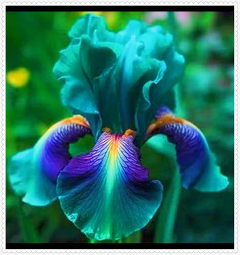 Iris Zwiebeln Winterhart Iris Kaufen Seltene Iris Iris Pflanze,Beste Dekoration Gärten Geschenk-8zwiebeln-d Iris Zwiebeln Winterhart Iris Kaufen Seltene Iris Iris Pflanze,Beste Dekoration Gärten Geschenk-8zwiebeln-d von CSSWAIA