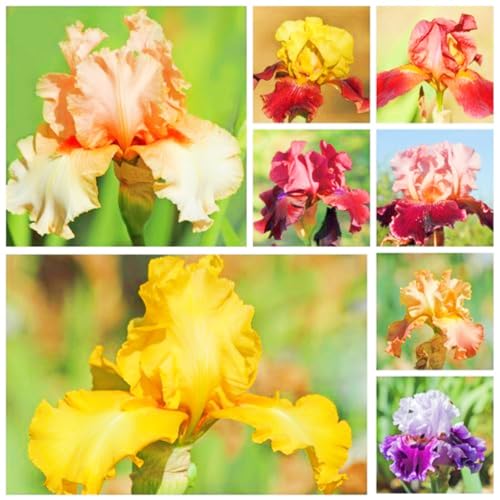 Iris Zwiebeln Winterhart MehrjäHrig Iris Pflanze Winterhart Iris Blumenzwiebeln Iris Winterhart Mehrjährig Iris Kaufen,Gärten Geschenk bereit Haus- und Gartendekoration-15zwiebeln-e Iris Zwiebeln Winterhart MehrjäHrig Iris Pflanze Winterhart Iris Blumenzwiebeln Iris Winterhart Mehrjährig Iris Kaufen,Gärten Geschenk bereit Haus- und Gartendekoration-15zwiebeln-e von CSSWAIA