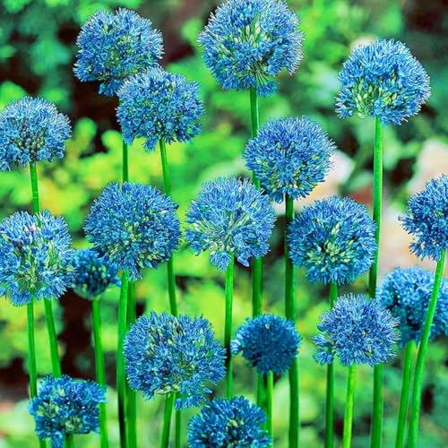 Landschaftspflanzen Seltene Allium Winterharte mehrjährige Leicht zu züchten Gärten Geschenk bereit-15zwiebeln-a Landschaftspflanzen Seltene Allium Winterharte mehrjährige Leicht zu züchten Gärten Geschenk bereit-15zwiebeln-a von CSSWAIA