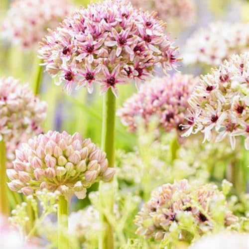 Landschaftspflanzen Seltene Allium Winterharte mehrjährige Leicht zu züchten Gärten Geschenk bereit-15zwiebeln-d Landschaftspflanzen Seltene Allium Winterharte mehrjährige Leicht zu züchten Gärten Geschenk bereit-15zwiebeln-d von CSSWAIA