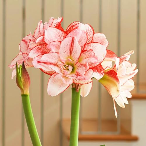 Landschaftspflanzen Seltene Amaryllis Winterharte mehrjährige Leicht zu züchten Gärten Geschenk bereit-2zwiebeln-e Landschaftspflanzen Seltene Amaryllis Winterharte mehrjährige Leicht zu züchten Gärten Geschenk bereit-2zwiebeln-e von CSSWAIA