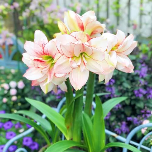 Landschaftspflanzen Seltene Amaryllis Winterharte mehrjährige Leicht zu züchten Gärten Geschenk bereit-5zwiebeln-f Landschaftspflanzen Seltene Amaryllis Winterharte mehrjährige Leicht zu züchten Gärten Geschenk bereit-5zwiebeln-f von CSSWAIA