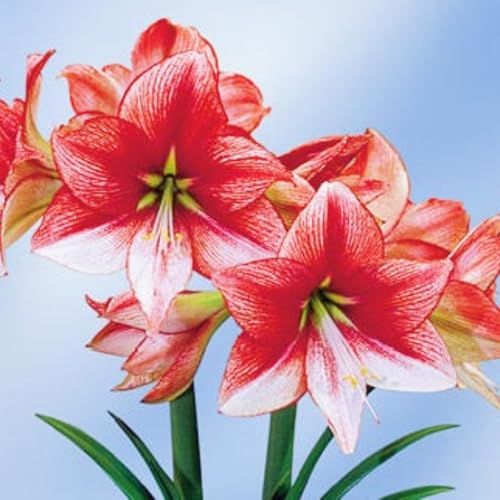 Landschaftspflanzen Seltene Amaryllis Winterharte mehrjährige Leicht zu züchten Gärten Geschenk bereit-5zwiebeln-g Landschaftspflanzen Seltene Amaryllis Winterharte mehrjährige Leicht zu züchten Gärten Geschenk bereit-5zwiebeln-g von CSSWAIA