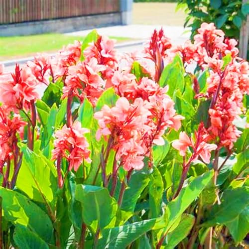 Landschaftspflanzen Seltene Canna Winterharte mehrjährige Leicht zu züchten Gärten-3zwiebeln-c Landschaftspflanzen Seltene Canna Winterharte mehrjährige Leicht zu züchten Gärten-3zwiebeln-c von CSSWAIA