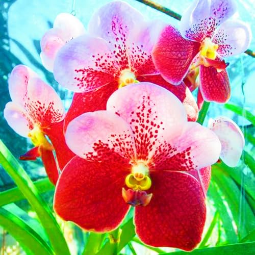 Landschaftspflanzen Seltene Cymbidium Winterharte mehrjährige Leicht zu züchten Gärten-15Knolle-e Landschaftspflanzen Seltene Cymbidium Winterharte mehrjährige Leicht zu züchten Gärten-15Knolle-e von CSSWAIA