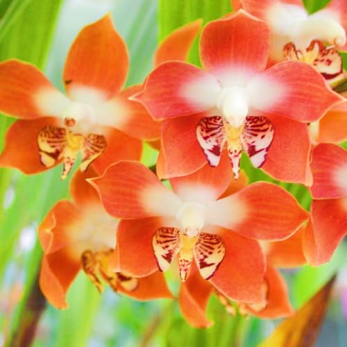 Landschaftspflanzen Seltene Cymbidium Winterharte mehrjährige Leicht zu züchten Gärten-15Knolle-h Landschaftspflanzen Seltene Cymbidium Winterharte mehrjährige Leicht zu züchten Gärten-15Knolle-h von CSSWAIA
