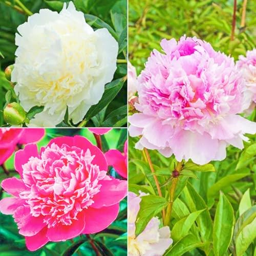 Landschaftspflanzen Seltene Pfingstrosen Winterharte mehrjährige Leicht zu züchten Gärten-5zwiebeln-e von CSSWAIA