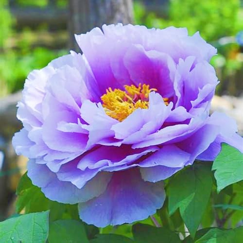 Landschaftspflanzen Seltene Pfingstrosen Winterharte mehrjährige Leicht zu züchten Gärten-5zwiebeln-h von CSSWAIA