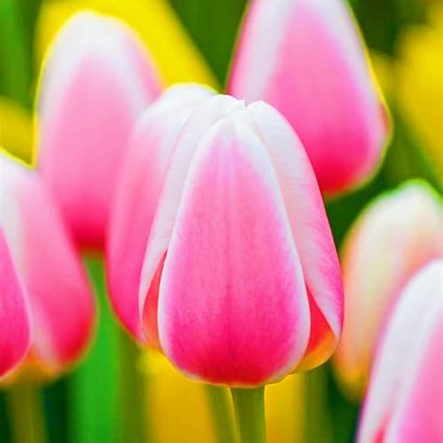 Landschaftspflanzen Seltene Tulpen Winterharte mehrjährige Leicht zu züchten Gärten-20zwiebeln-a Landschaftspflanzen Seltene Tulpen Winterharte mehrjährige Leicht zu züchten Gärten-20zwiebeln-a von CSSWAIA