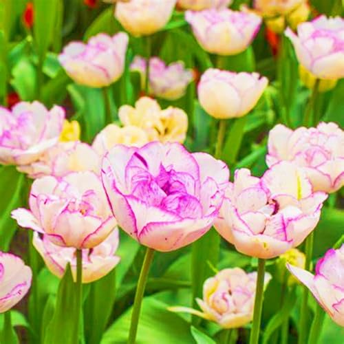 Landschaftspflanzen Seltene Tulpen Winterharte mehrjährige Leicht zu züchten Gärten-20zwiebeln-e Landschaftspflanzen Seltene Tulpen Winterharte mehrjährige Leicht zu züchten Gärten-20zwiebeln-e von CSSWAIA