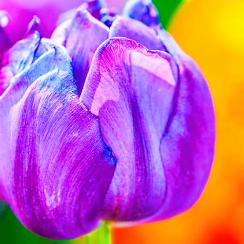 Landschaftspflanzen Seltene Tulpen Winterharte mehrjährige Leicht zu züchten Gärten-25zwiebeln-c Landschaftspflanzen Seltene Tulpen Winterharte mehrjährige Leicht zu züchten Gärten-25zwiebeln-c von CSSWAIA