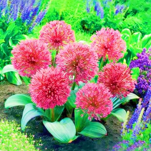 Seltene Allium Winterharte mehrjährige Leicht zu züchten Gärten Geschenk bereit-3zwiebeln-h Seltene Allium Winterharte mehrjährige Leicht zu züchten Gärten Geschenk bereit-3zwiebeln-h von CSSWAIA