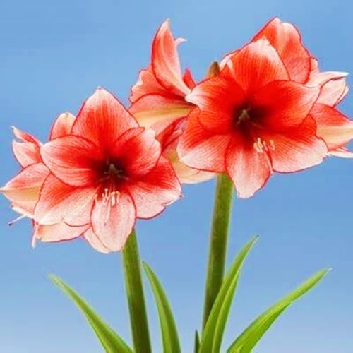 Seltene Amaryllis Winterharte mehrjährige Leicht zu züchten Gärten Geschenk bereit-2zwiebeln-g Seltene Amaryllis Winterharte mehrjährige Leicht zu züchten Gärten Geschenk bereit-2zwiebeln-g von CSSWAIA