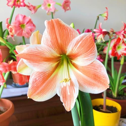 Seltene Amaryllis Winterharte mehrjährige Leicht zu züchten Gärten Geschenk bereit-3zwiebeln-a von CSSWAIA