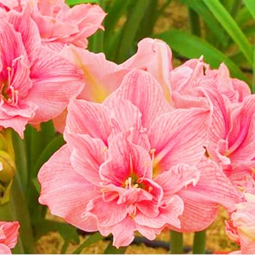 Seltene Amaryllis Winterharte mehrjährige Leicht zu züchten Gärten Geschenk bereit-5zwiebeln-e Seltene Amaryllis Winterharte mehrjährige Leicht zu züchten Gärten Geschenk bereit-5zwiebeln-e von CSSWAIA