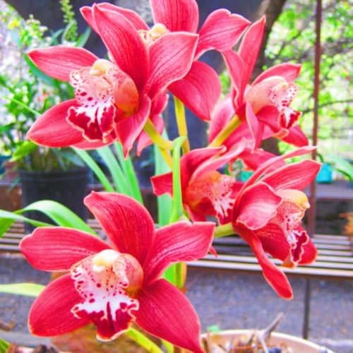 Seltene Cymbidium Winterharte mehrjährige Leicht zu züchten Gärten Geschenk bereit-15Knolle-a Seltene Cymbidium Winterharte mehrjährige Leicht zu züchten Gärten Geschenk bereit-15Knolle-a von CSSWAIA
