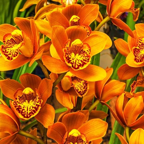 Seltene Cymbidium Winterharte mehrjährige Leicht zu züchten Gärten Geschenk bereit-15Knolle-b von CSSWAIA