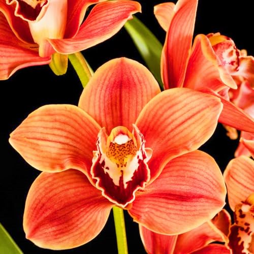 Seltene Cymbidium Winterharte mehrjährige Leicht zu züchten Gärten Geschenk bereit-15Knolle-c Seltene Cymbidium Winterharte mehrjährige Leicht zu züchten Gärten Geschenk bereit-15Knolle-c von CSSWAIA