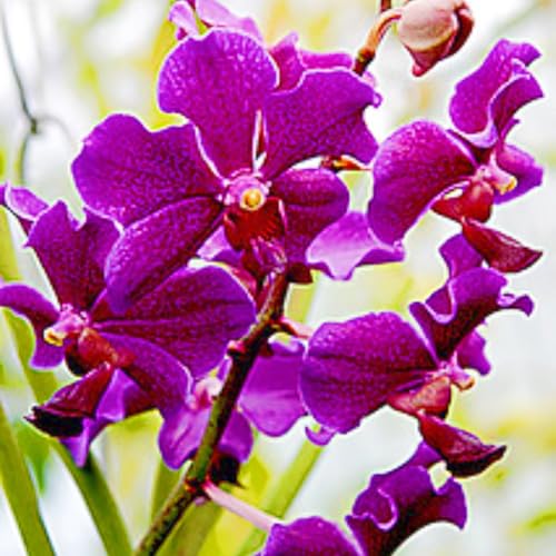 Seltene Cymbidium Winterharte mehrjährige Leicht zu züchten Gärten Geschenk bereit-15Knolle-e Seltene Cymbidium Winterharte mehrjährige Leicht zu züchten Gärten Geschenk bereit-15Knolle-e von CSSWAIA