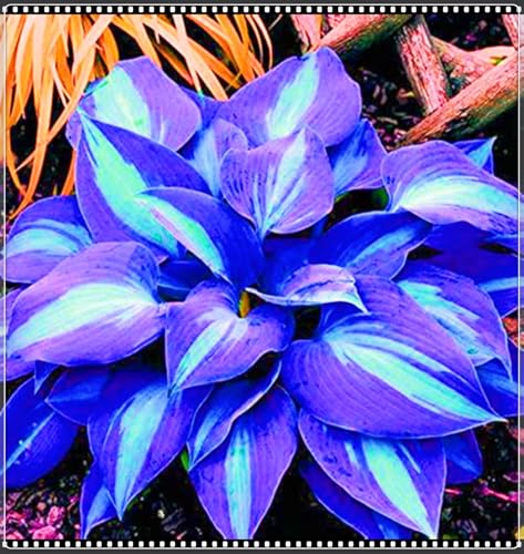 Seltene Hosta Beste Dekoration Hosta Pflanze,Leicht zu züchten Gärten Geschenk bereit-4zwiebeln-a Seltene Hosta Beste Dekoration Hosta Pflanze,Leicht zu züchten Gärten Geschenk bereit-4zwiebeln-a von CSSWAIA