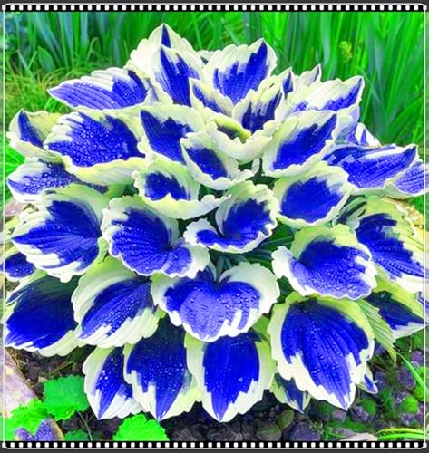 Seltene Hosta Beste Dekoration Hosta Pflanze,Leicht zu züchten Gärten Geschenk bereit-4zwiebeln-d Seltene Hosta Beste Dekoration Hosta Pflanze,Leicht zu züchten Gärten Geschenk bereit-4zwiebeln-d von CSSWAIA