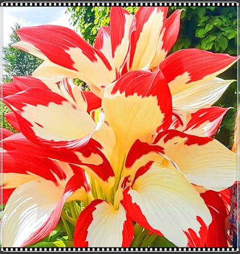 Seltene Hosta Beste Dekoration Hosta Pflanze,Leicht zu züchten Gärten Geschenk bereit-4zwiebeln-h Seltene Hosta Beste Dekoration Hosta Pflanze,Leicht zu züchten Gärten Geschenk bereit-4zwiebeln-h von CSSWAIA