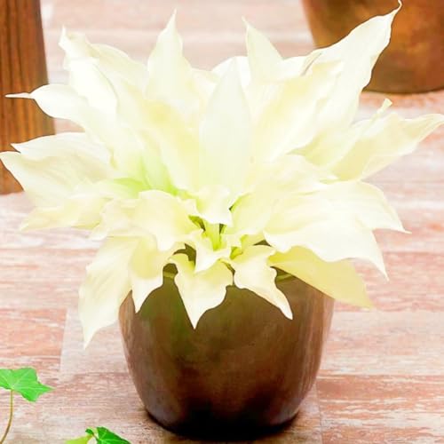 Seltene Hosta Hosta Pflanze,Weihnachtsgeschenke Beste Dekoration Leicht zu züchten Gärten Geschenk bereit-4zwiebeln-a Seltene Hosta Hosta Pflanze,Weihnachtsgeschenke Beste Dekoration Leicht zu züchten Gärten Geschenk bereit-4zwiebeln-a von CSSWAIA