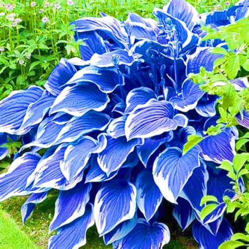 Seltene Hosta Hosta Pflanze,Weihnachtsgeschenke Beste Dekoration Leicht zu züchten Gärten Geschenk bereit-4zwiebeln-b Seltene Hosta Hosta Pflanze,Weihnachtsgeschenke Beste Dekoration Leicht zu züchten Gärten Geschenk bereit-4zwiebeln-b von CSSWAIA